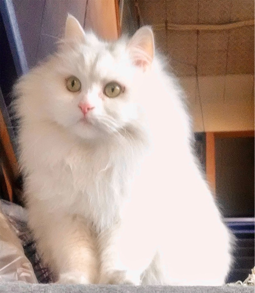f:id:may-cat:20220915230844j:image f:id:may-cat:20220915230844j:image
