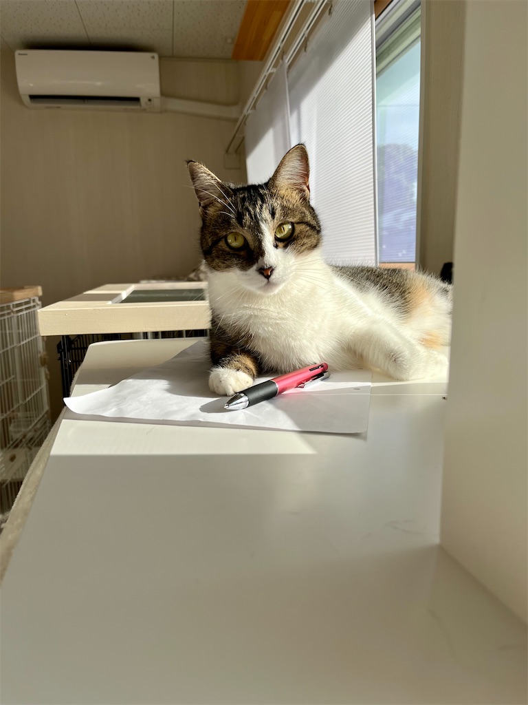 f:id:may-cat:20220921220611j:image f:id:may-cat:20220921220611j:image