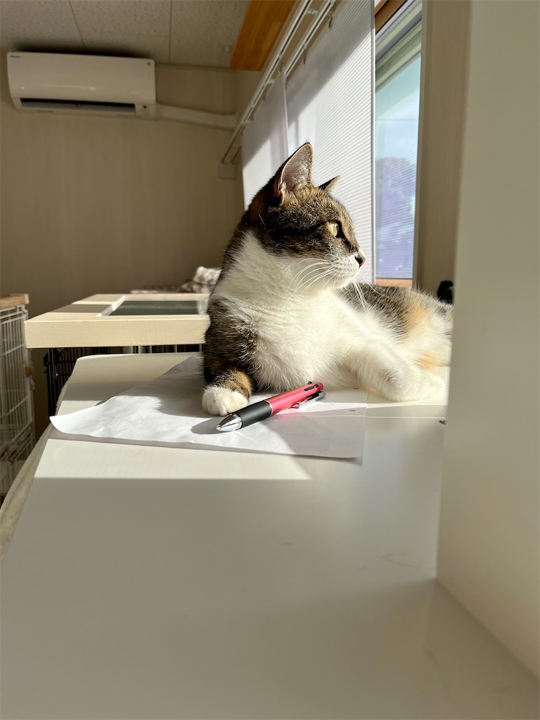 f:id:may-cat:20220921220614j:image f:id:may-cat:20220921220614j:image