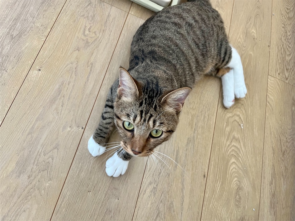 f:id:may-cat:20221002224238j:image f:id:may-cat:20221002224238j:image