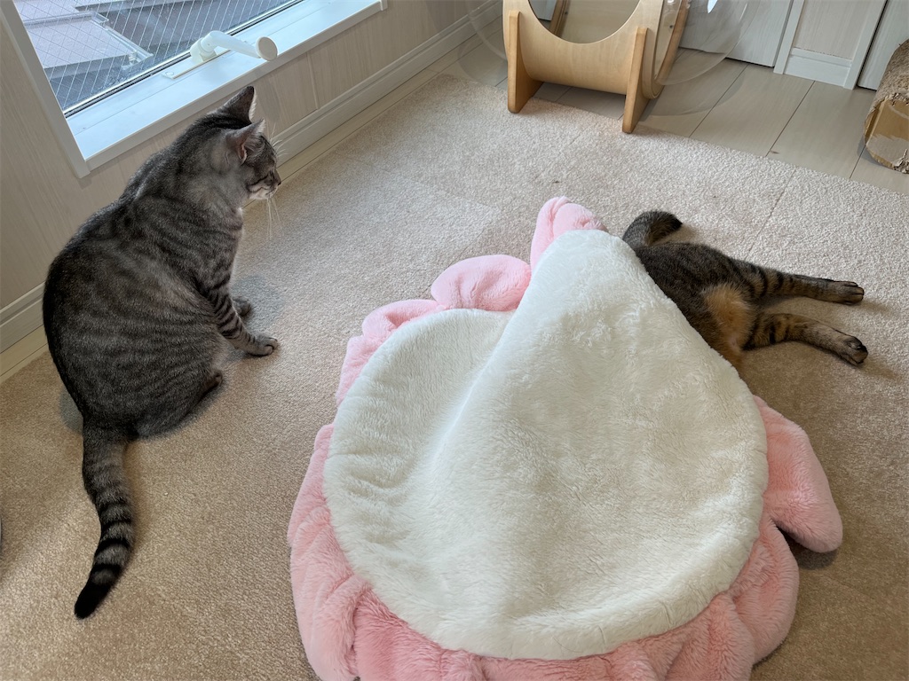 f:id:may-cat:20221008230329j:image f:id:may-cat:20221008230329j:image