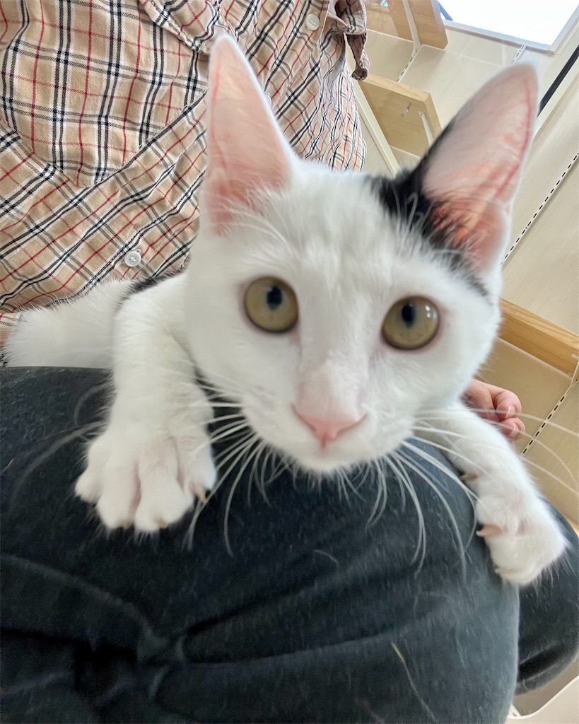 f:id:may-cat:20221012234919j:image f:id:may-cat:20221012234919j:image