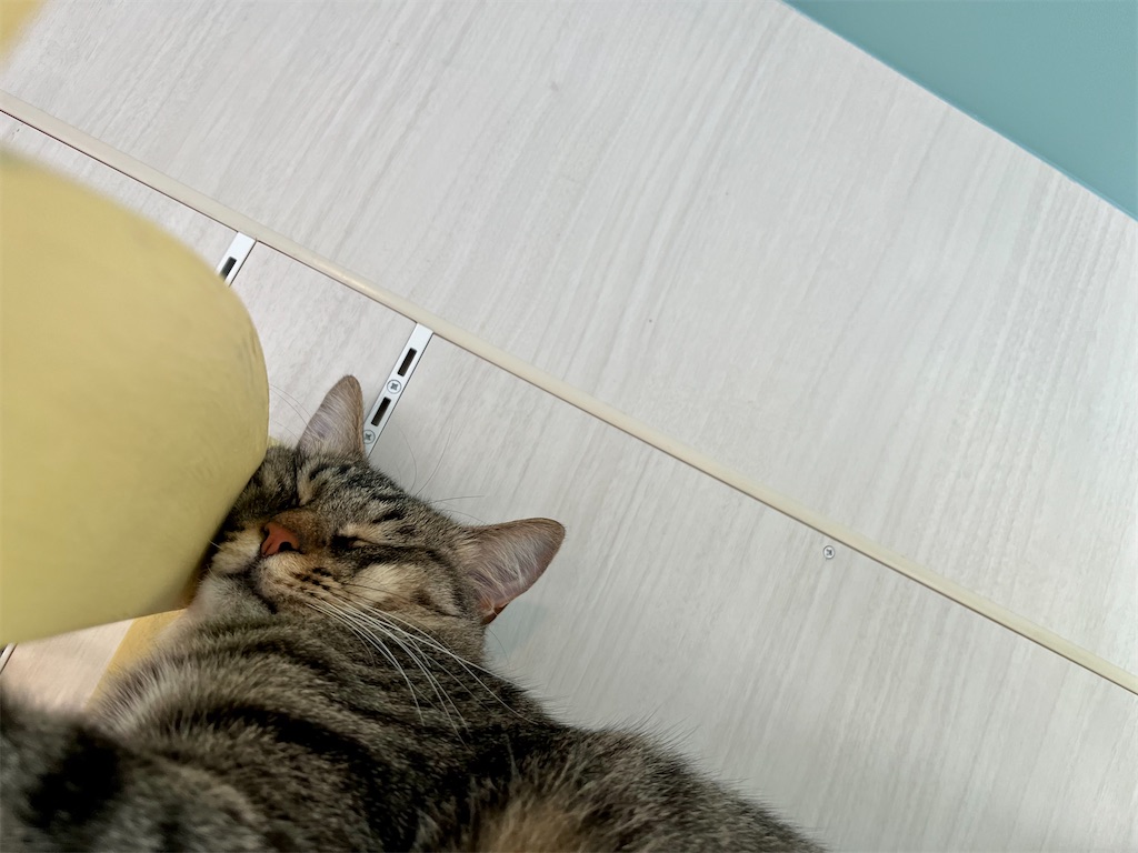 f:id:may-cat:20221016222216j:image