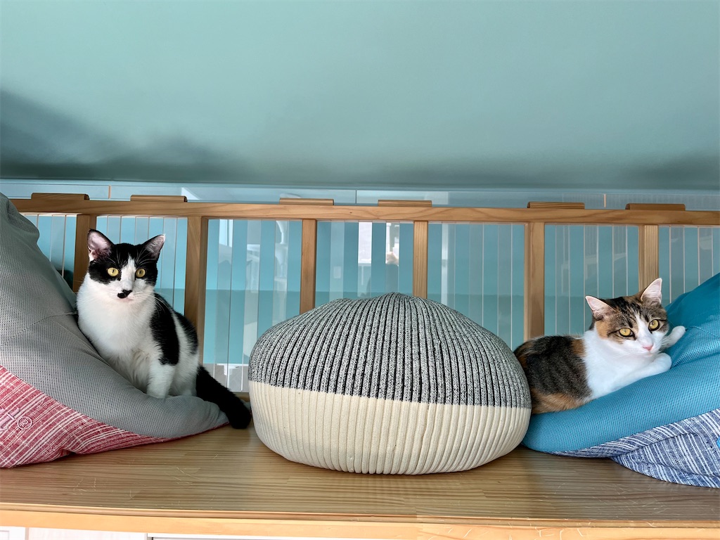 f:id:may-cat:20221024225230j:image