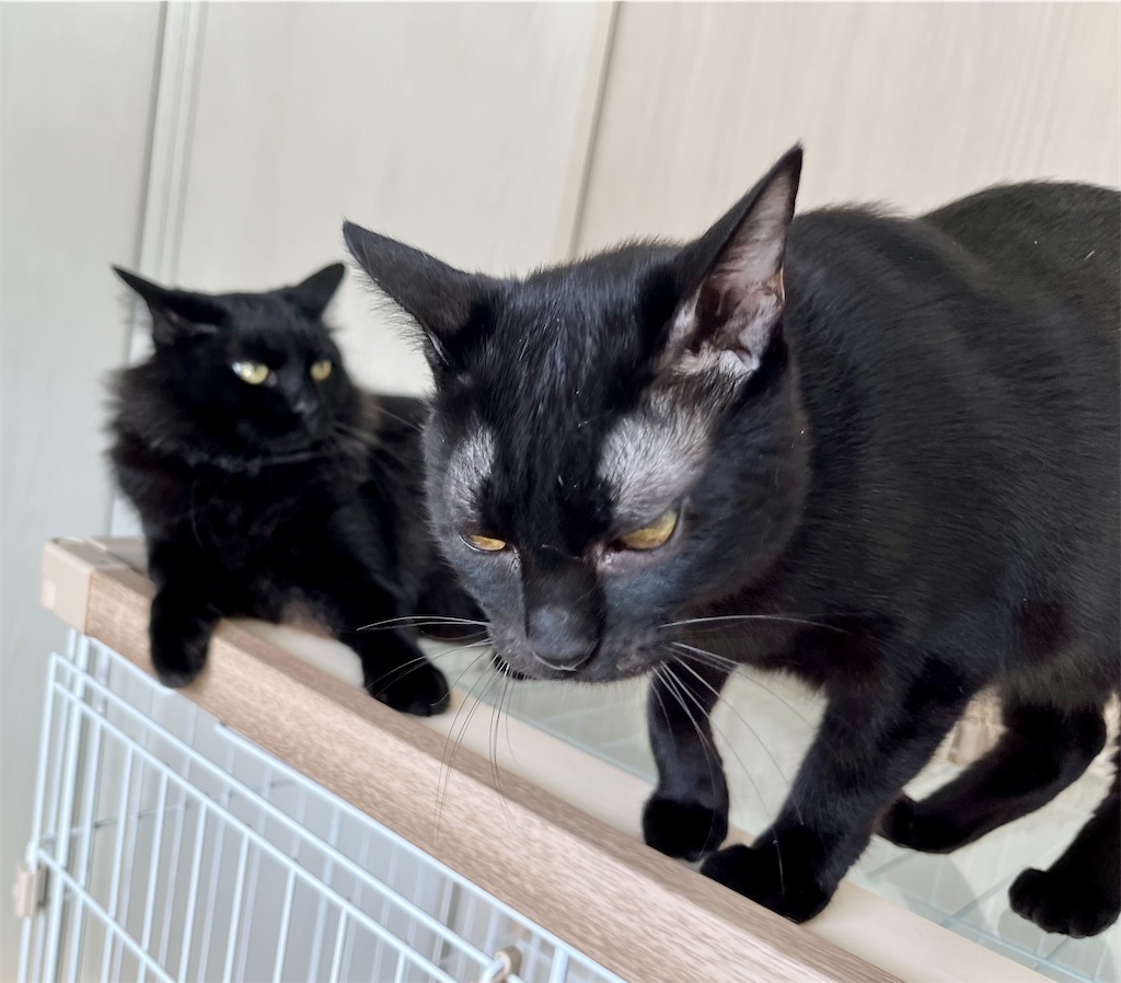 ネコ』黒猫 - 平成5年生まれの人