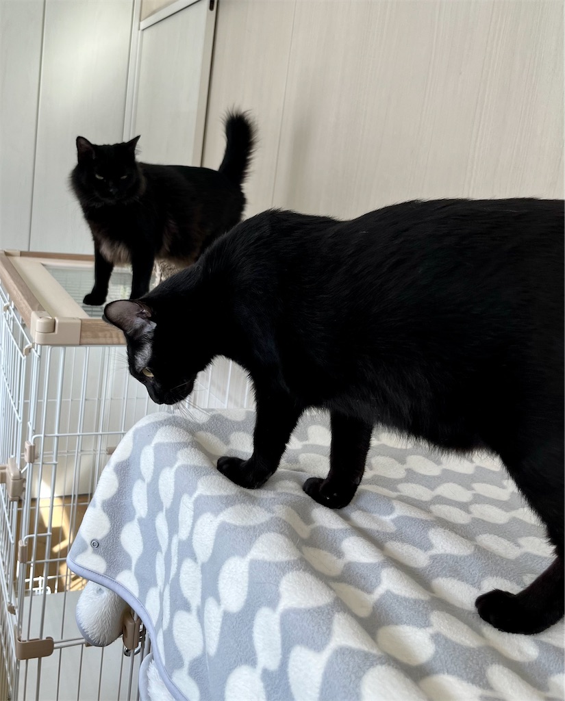 f:id:may-cat:20221028215356j:image f:id:may-cat:20221028215356j:image