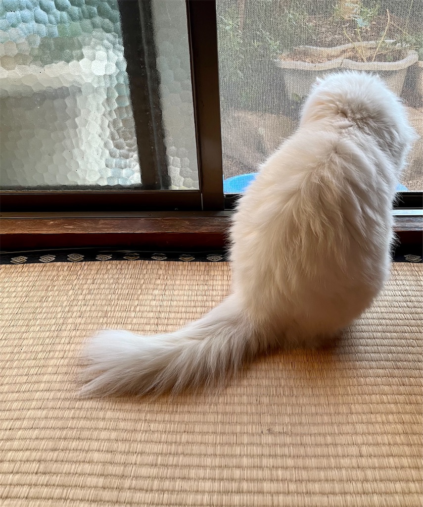 f:id:may-cat:20221104214124j:image