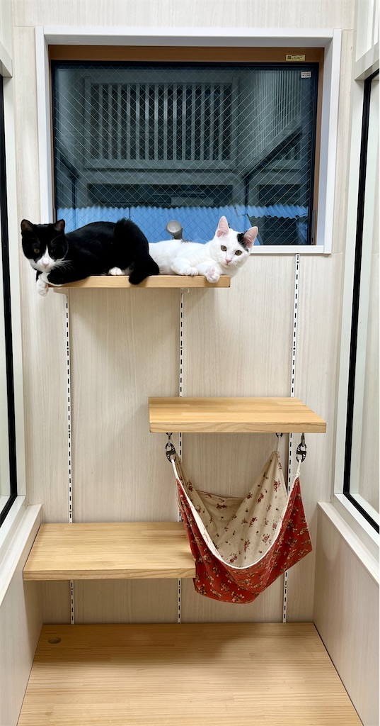 f:id:may-cat:20221108232226j:image