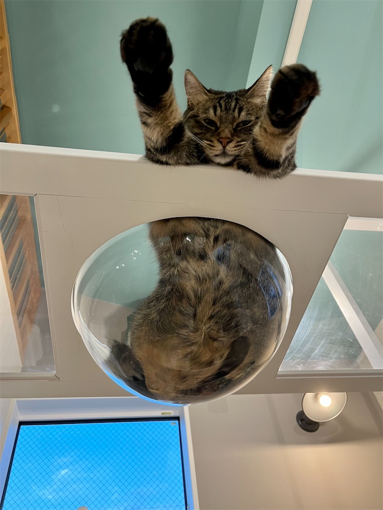 f:id:may-cat:20221212225407j:image f:id:may-cat:20221212225407j:image