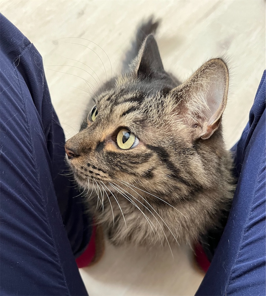 f:id:may-cat:20221212225409j:image f:id:may-cat:20221212225409j:image