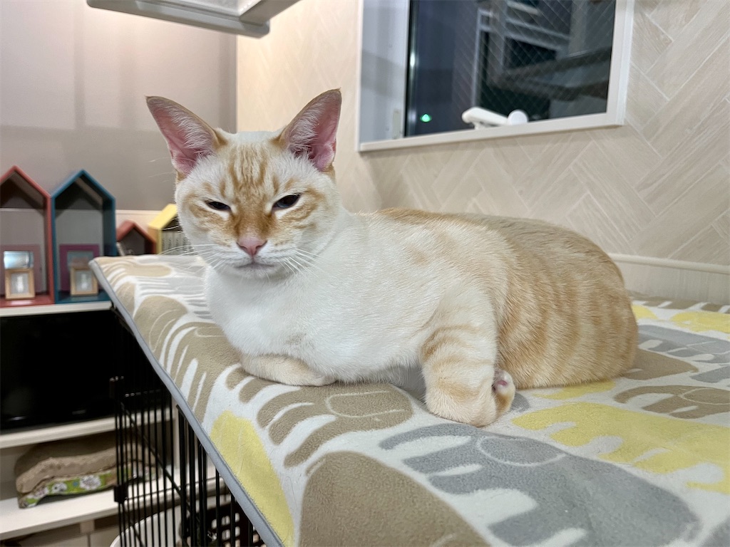 f:id:may-cat:20221219225505j:image