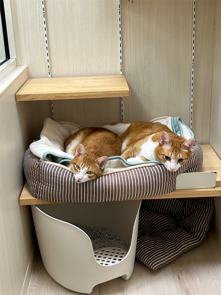 f:id:may-cat:20221220225304j:image f:id:may-cat:20221220225304j:image