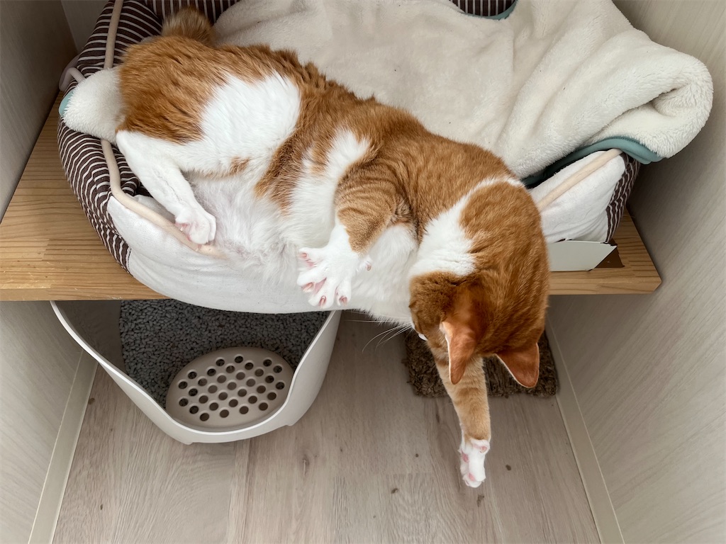 f:id:may-cat:20221220225308j:image f:id:may-cat:20221220225308j:image