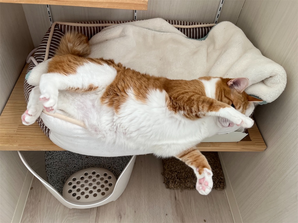 f:id:may-cat:20221220225314j:image f:id:may-cat:20221220225314j:image