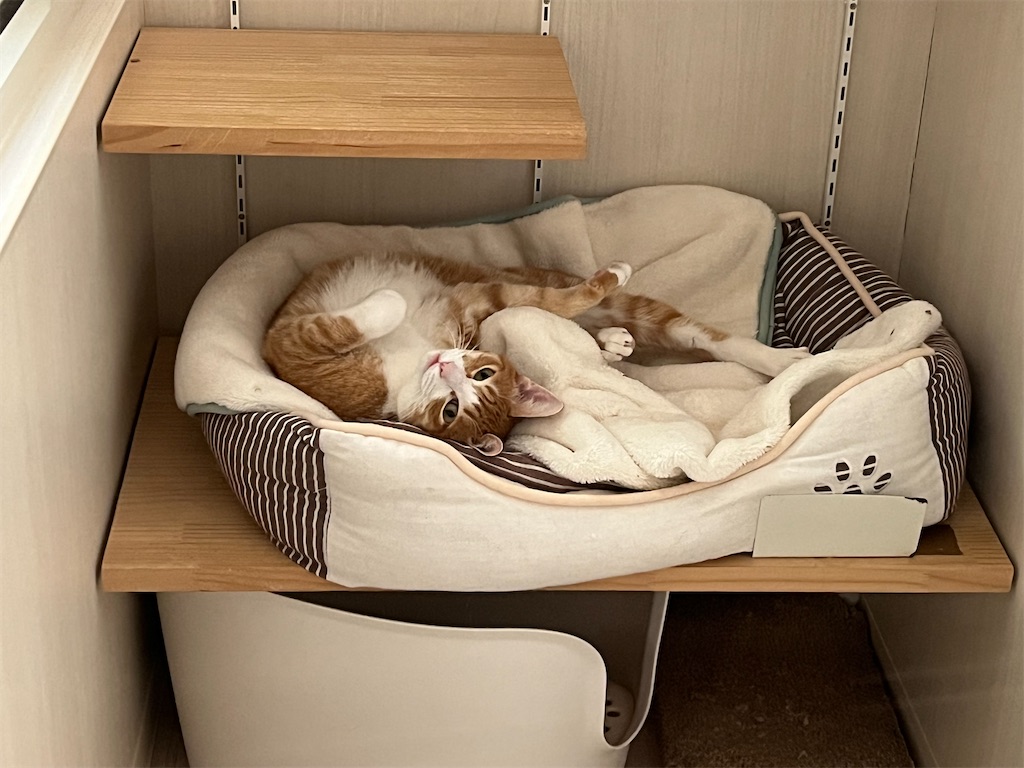 f:id:may-cat:20221220225317j:image f:id:may-cat:20221220225317j:image