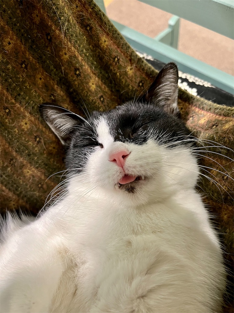 f:id:may-cat:20221227215138j:image f:id:may-cat:20221227215138j:image