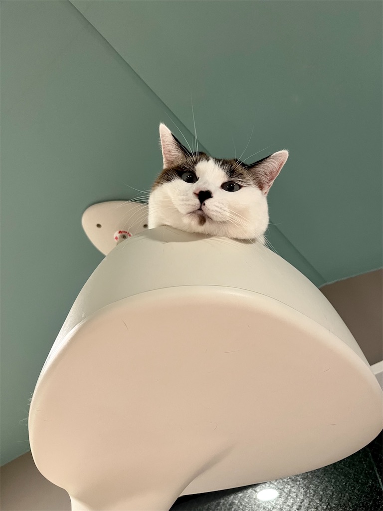f:id:may-cat:20230118232908j:image f:id:may-cat:20230118232908j:image