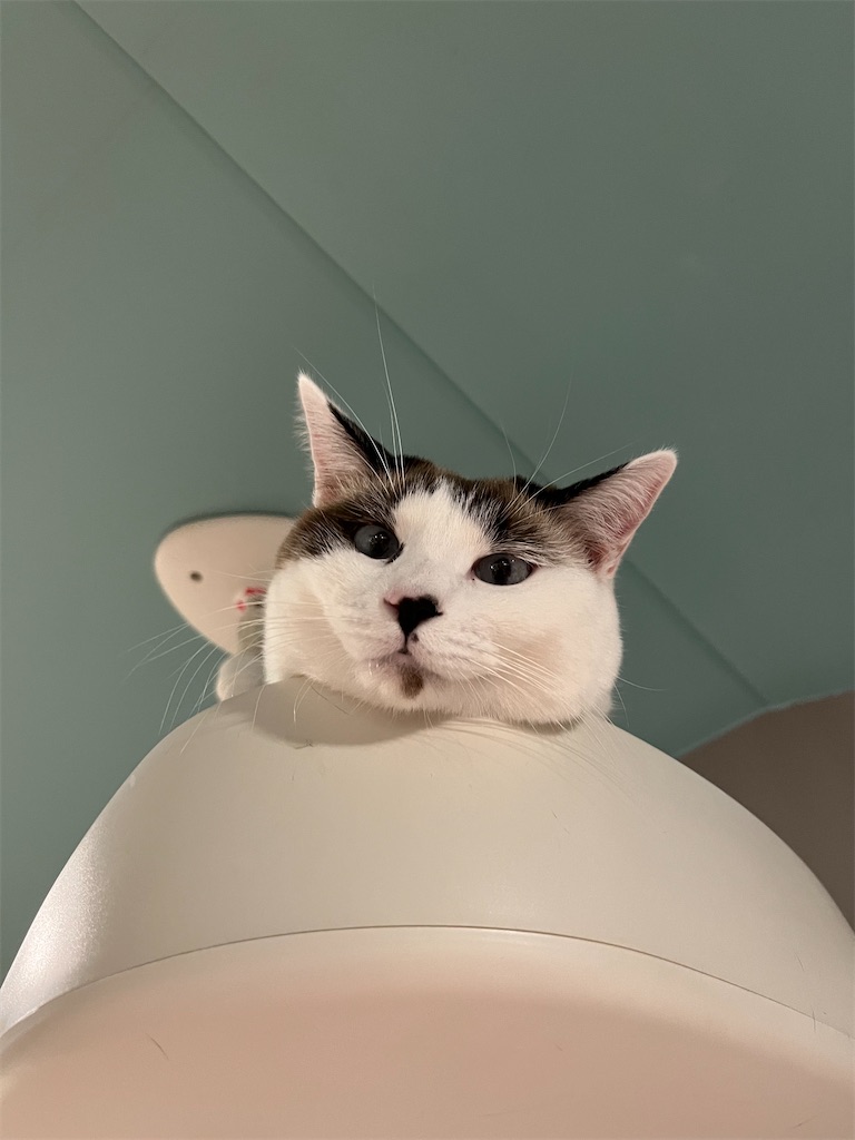 f:id:may-cat:20230118232916j:image f:id:may-cat:20230118232916j:image