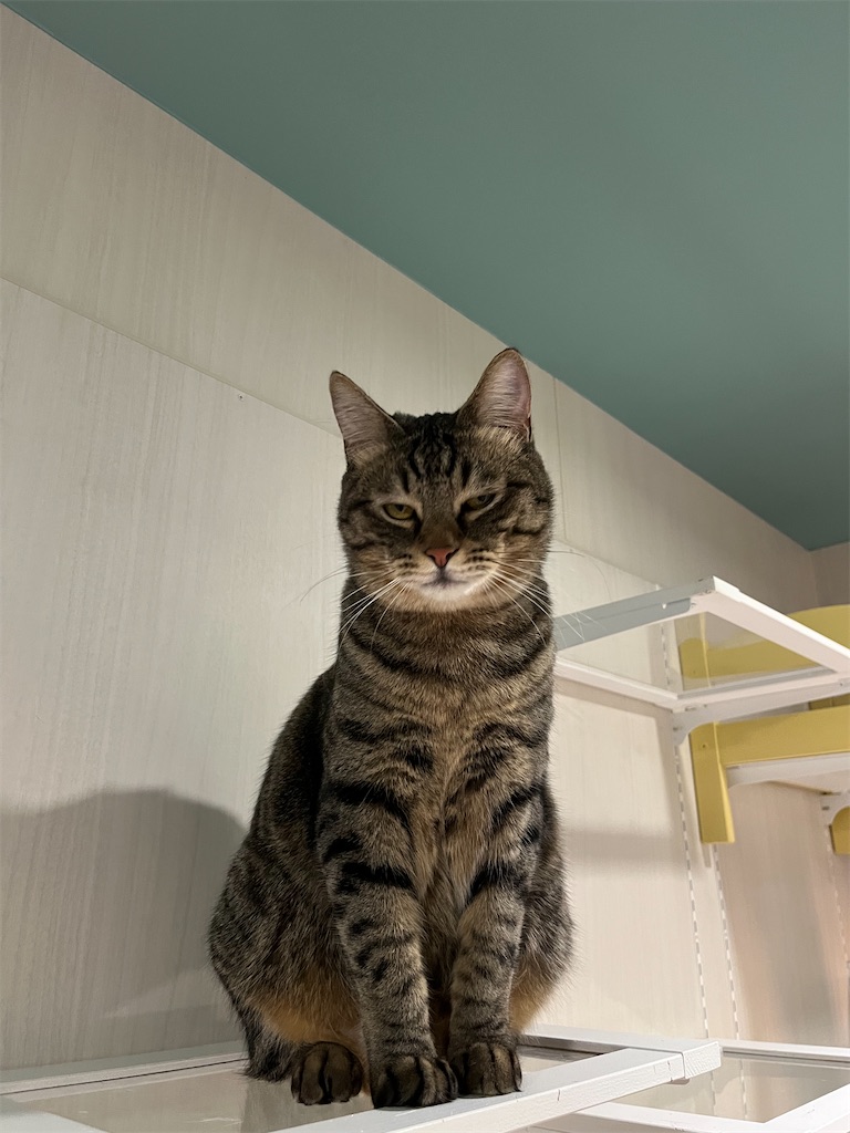 f:id:may-cat:20230118232918j:image f:id:may-cat:20230118232918j:image