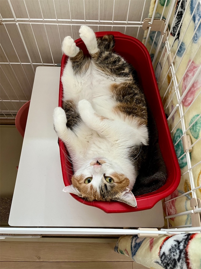 f:id:may-cat:20230120232618j:image f:id:may-cat:20230120232618j:image