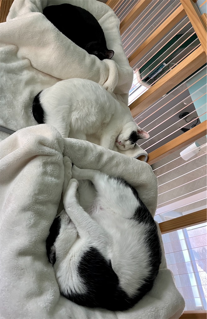 f:id:may-cat:20230124231624j:image