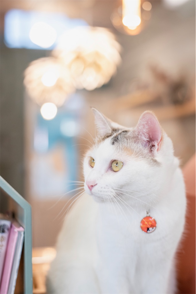 f:id:may-cat:20230208225329j:image f:id:may-cat:20230208225329j:image