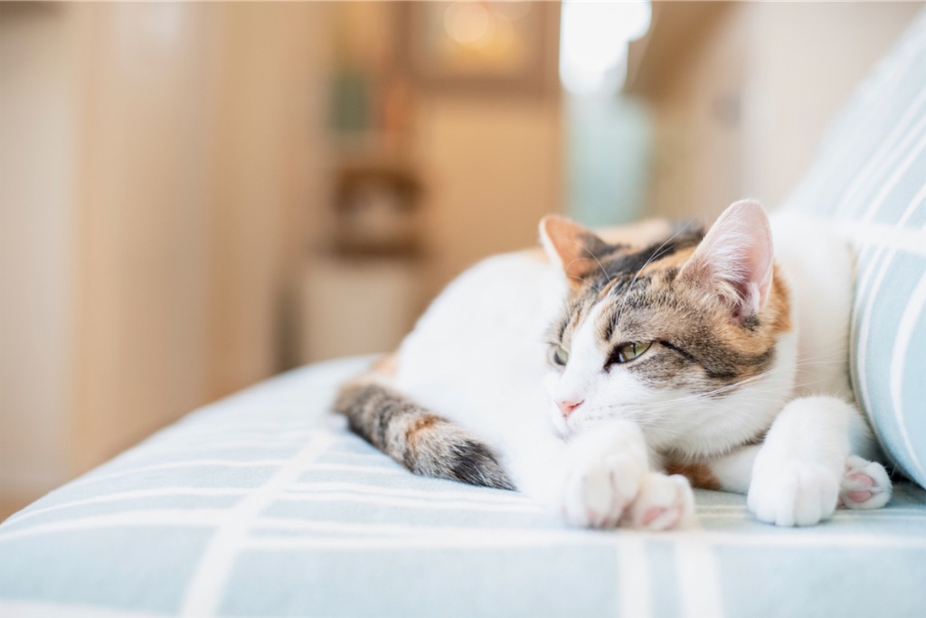 f:id:may-cat:20230208225332j:image f:id:may-cat:20230208225332j:image