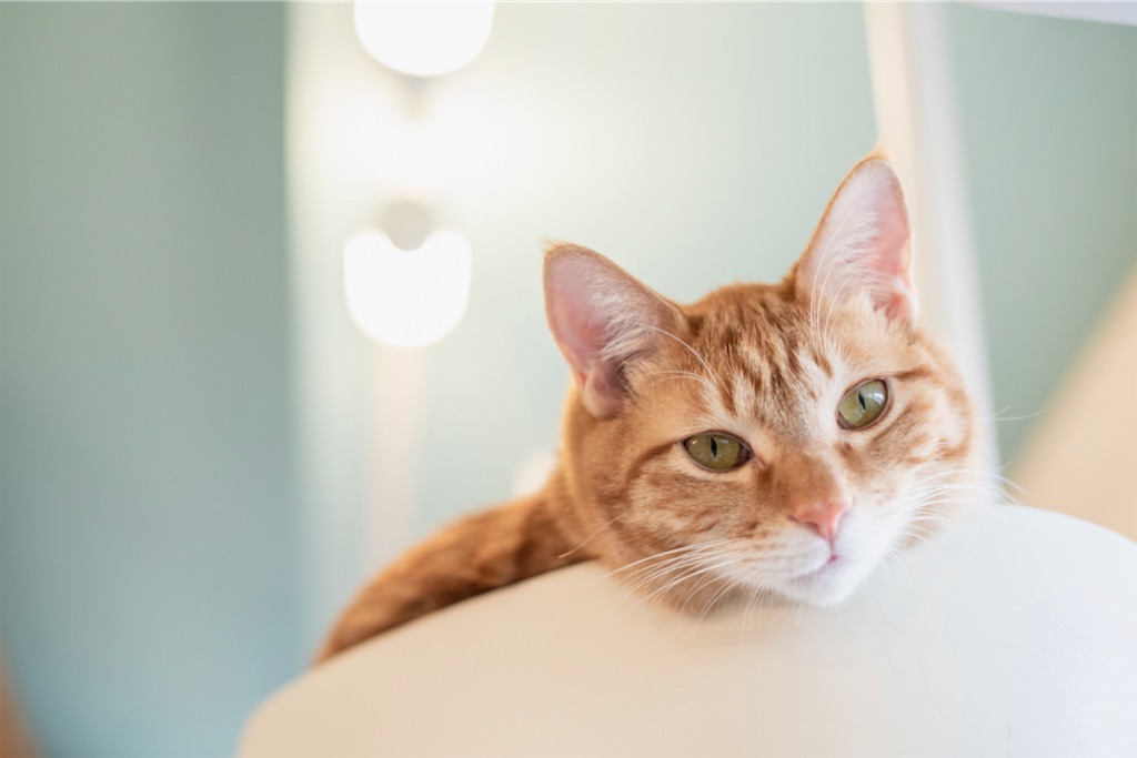 f:id:may-cat:20230208225335j:image f:id:may-cat:20230208225335j:image