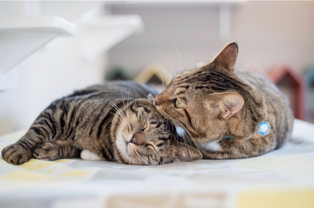f:id:may-cat:20230208225338j:image f:id:may-cat:20230208225338j:image