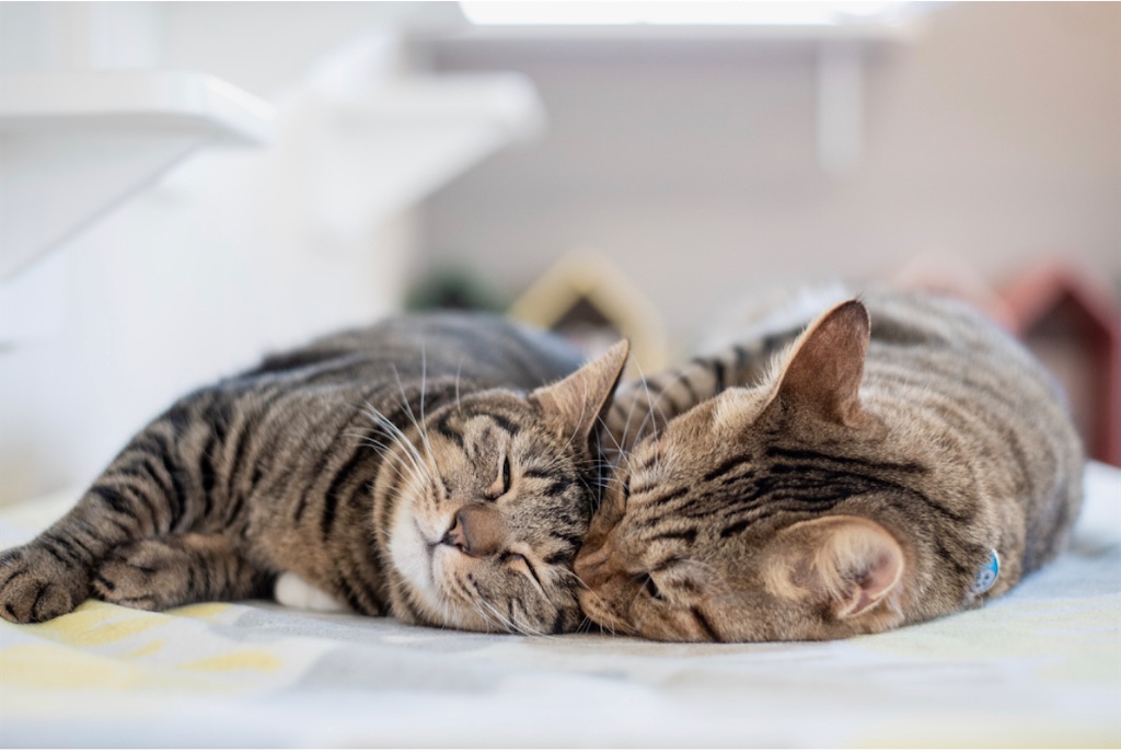 f:id:may-cat:20230208225341j:image f:id:may-cat:20230208225341j:image
