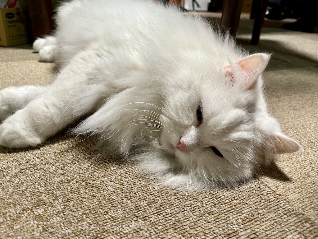 f:id:may-cat:20230219234127j:image
