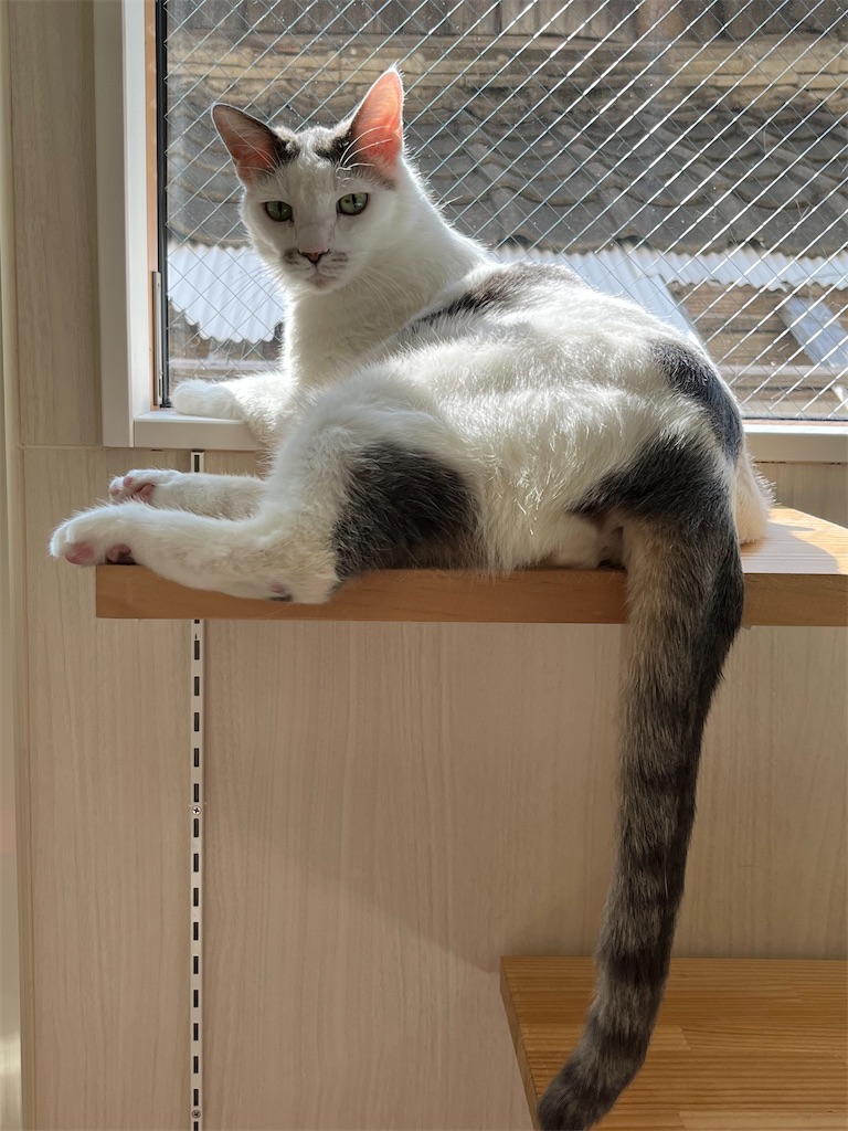 f:id:may-cat:20230306223451j:image f:id:may-cat:20230306223451j:image