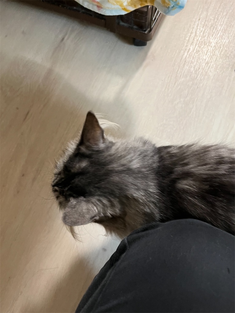 f:id:may-cat:20230307211249j:image f:id:may-cat:20230307211249j:image