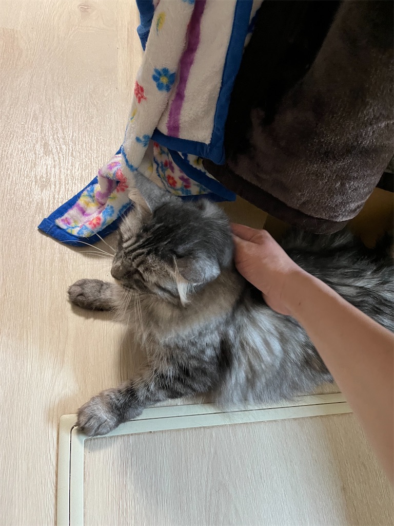 f:id:may-cat:20230307211255j:image f:id:may-cat:20230307211255j:image