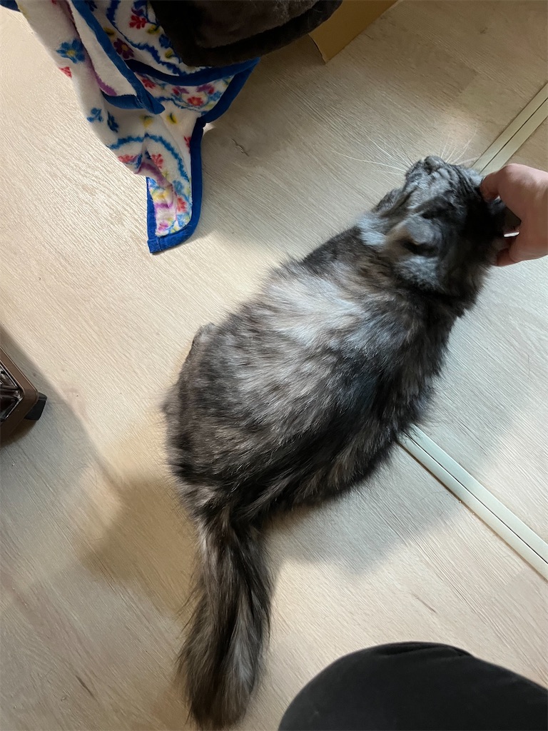 f:id:may-cat:20230307211258j:image f:id:may-cat:20230307211258j:image
