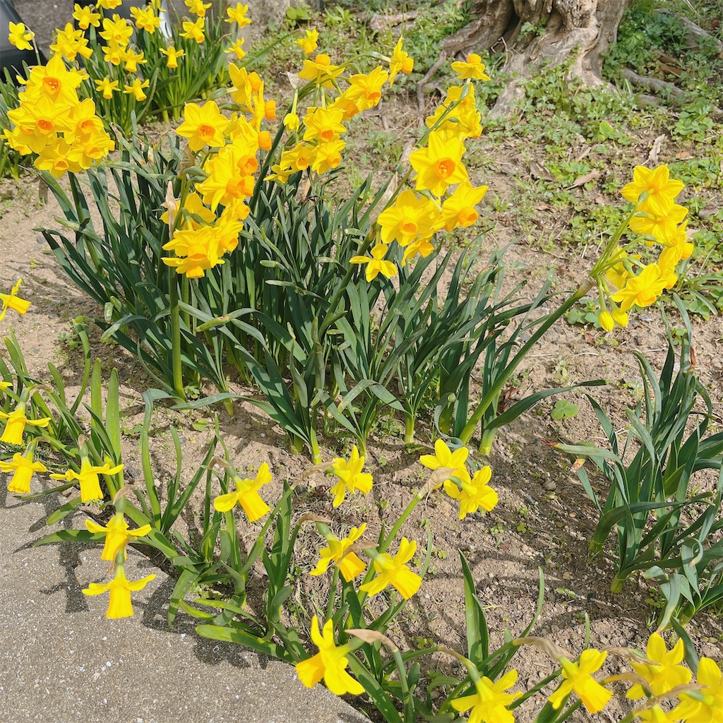 f:id:may-cat:20230311233133j:image f:id:may-cat:20230311233133j:image