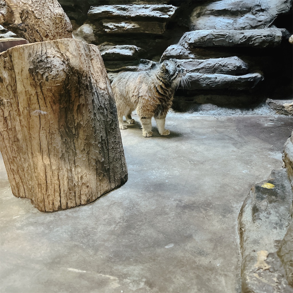f:id:may-cat:20230409232305j:image f:id:may-cat:20230409232305j:image