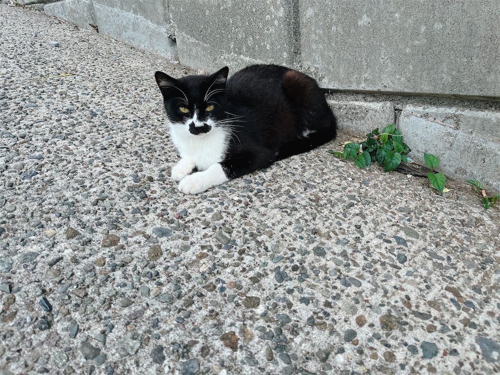 f:id:may-cat:20230528225515j:image f:id:may-cat:20230528225515j:image