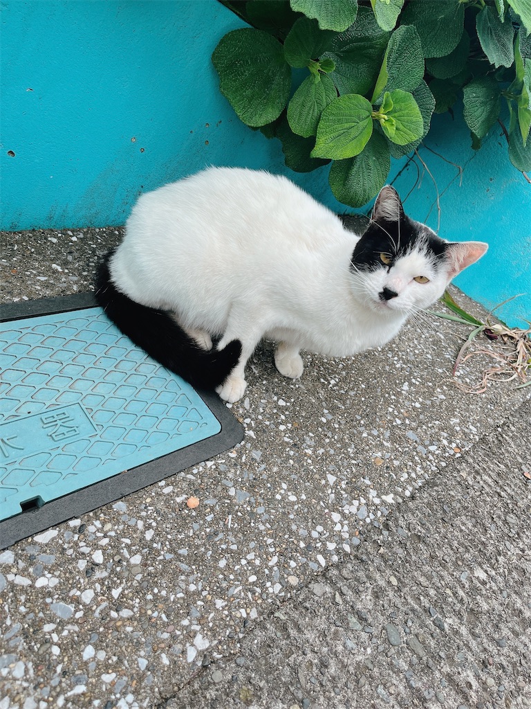 f:id:may-cat:20230528225527j:image f:id:may-cat:20230528225527j:image