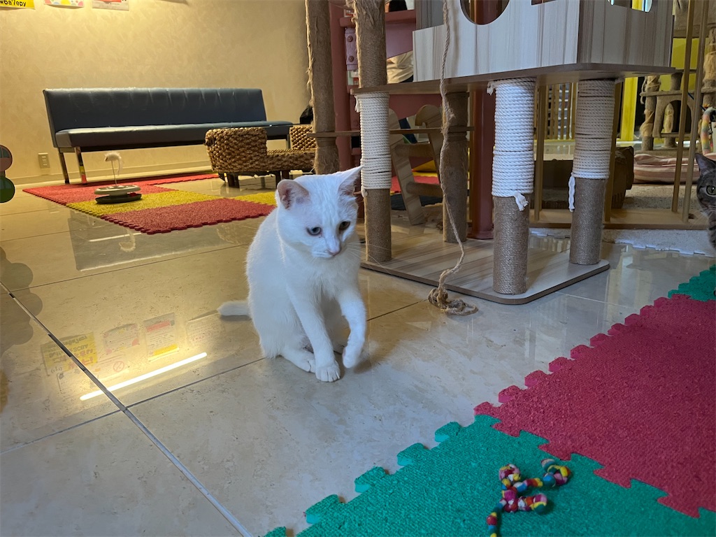 f:id:may-cat:20230702223926j:image f:id:may-cat:20230702223926j:image