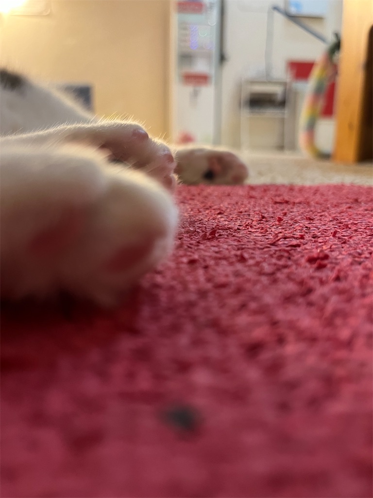 f:id:may-cat:20230702223929j:image f:id:may-cat:20230702223929j:image