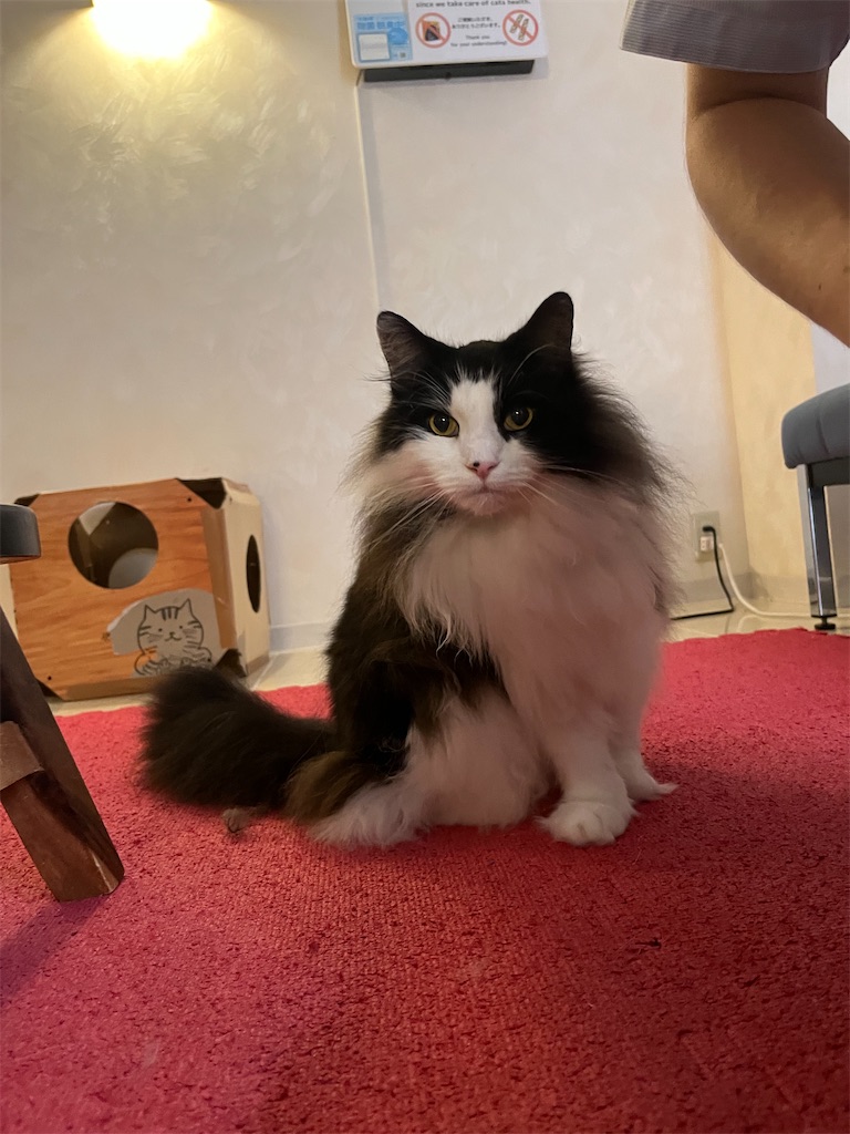 f:id:may-cat:20230702223932j:image f:id:may-cat:20230702223932j:image