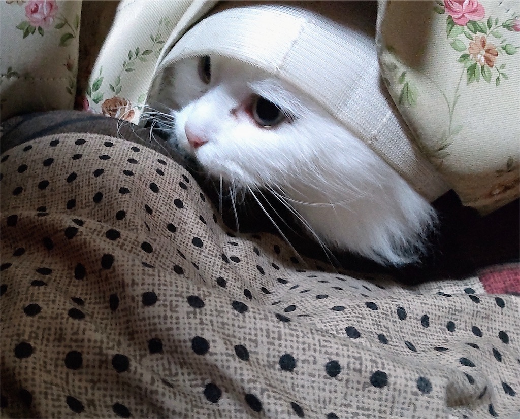f:id:may-cat:20230704204241j:image