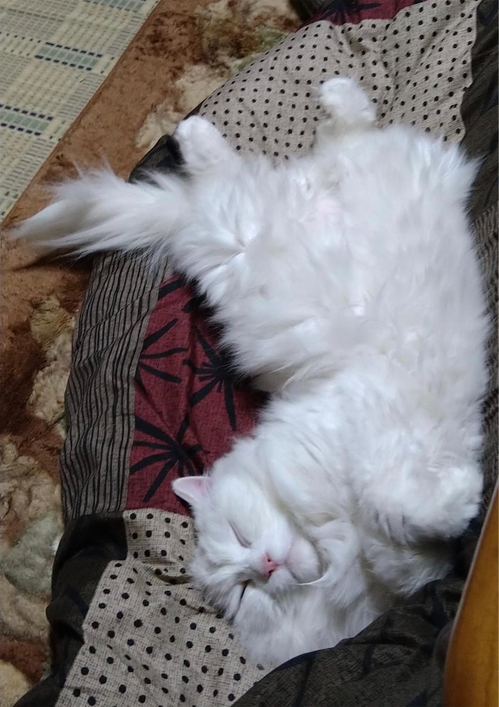 f:id:may-cat:20230704204244j:image