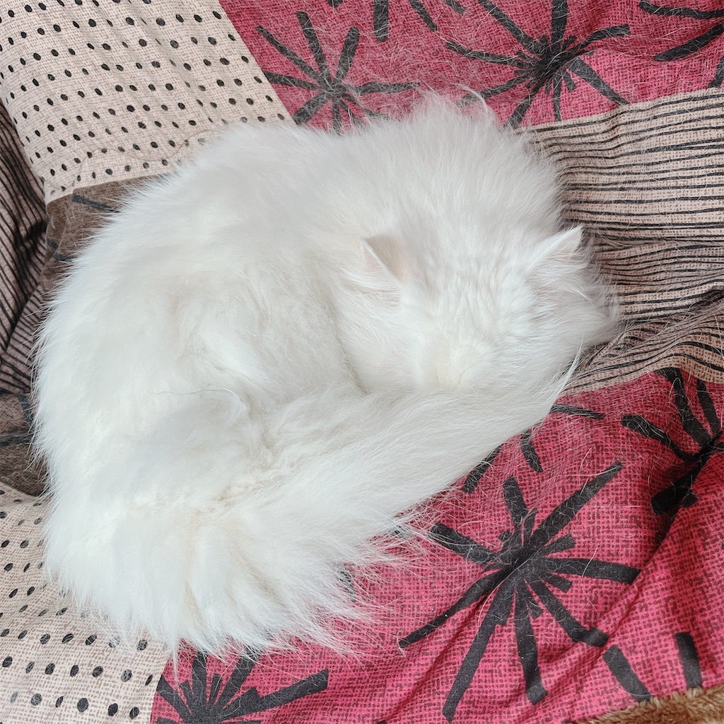 f:id:may-cat:20230711231636j:image f:id:may-cat:20230711231636j:image