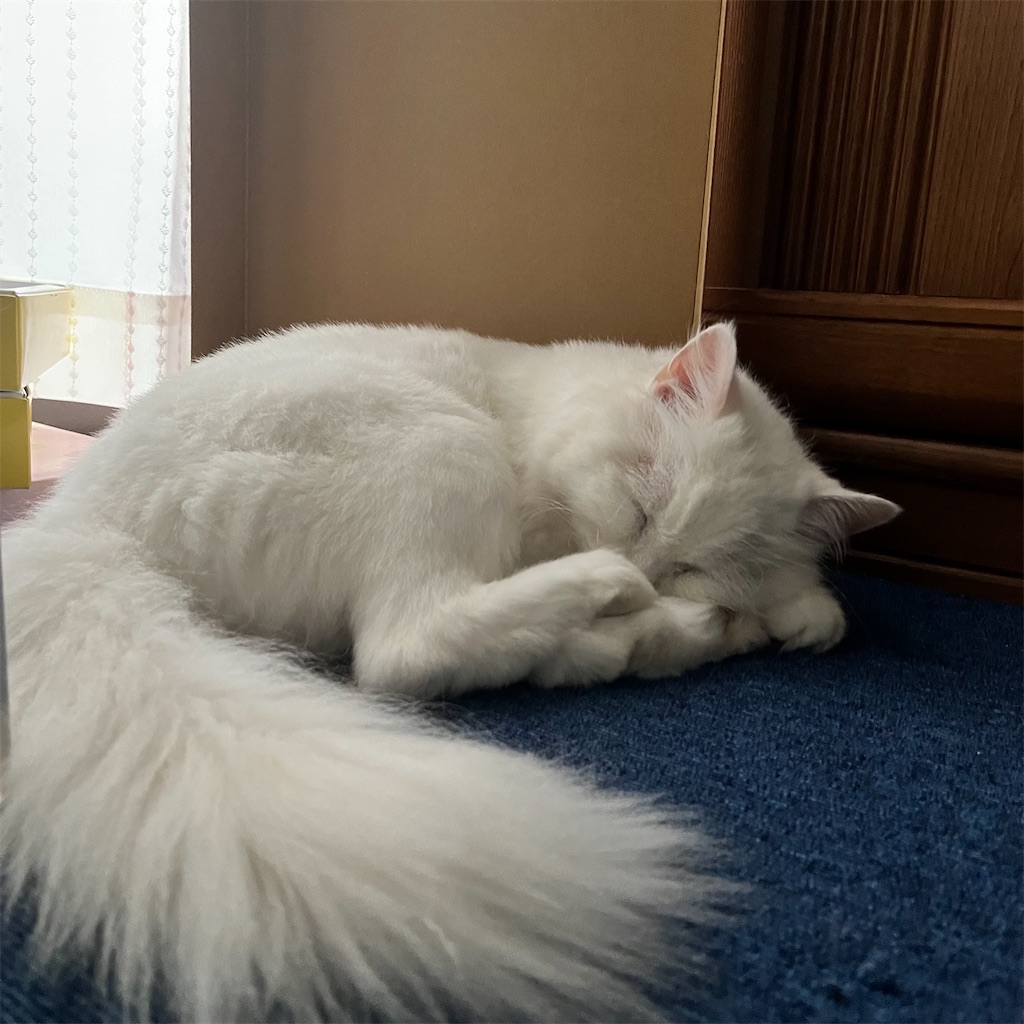 f:id:may-cat:20231004223951j:image