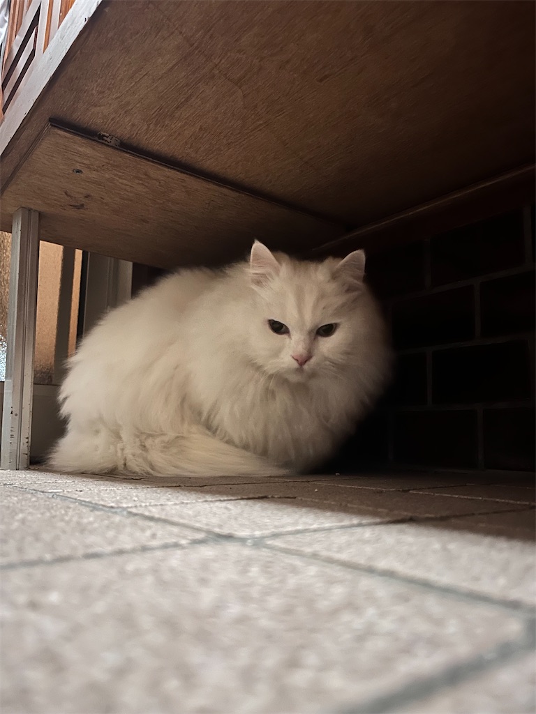 f:id:may-cat:20240116224912j:image