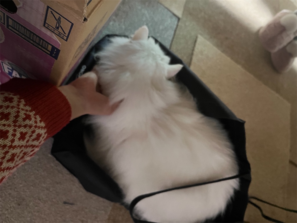f:id:may-cat:20240116225547j:image