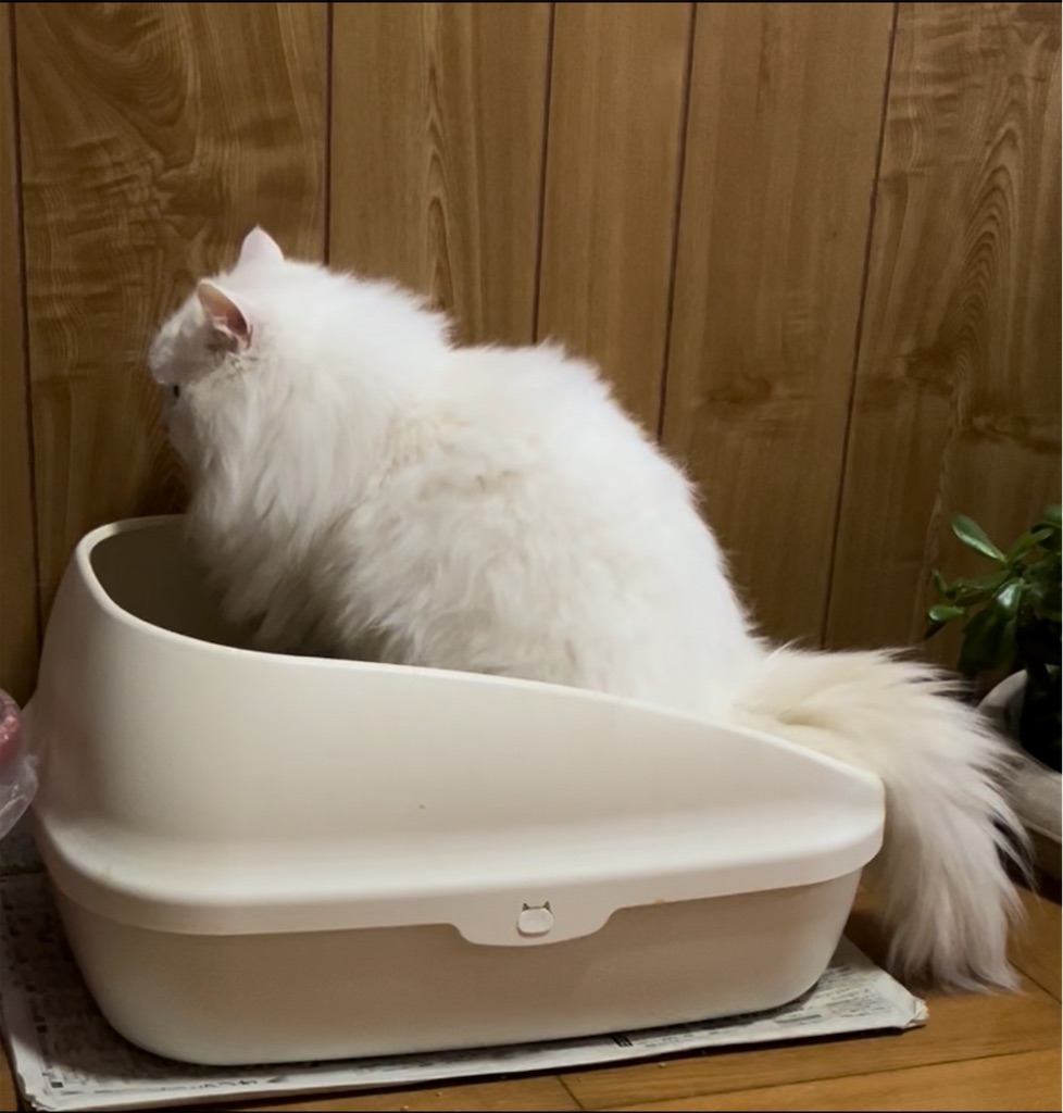 f:id:may-cat:20240125215234j:image