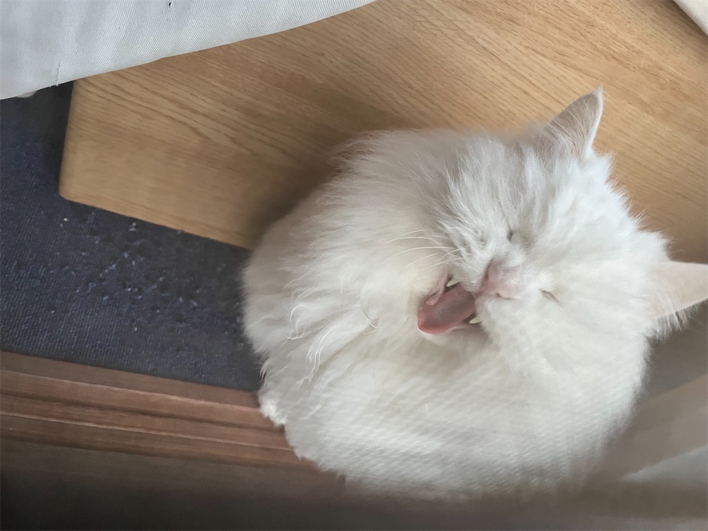 f:id:may-cat:20240127225551j:image f:id:may-cat:20240127225551j:image